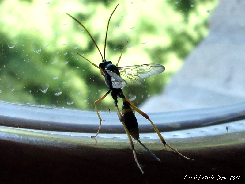 Ichneumonidae: Acroricnus seductor